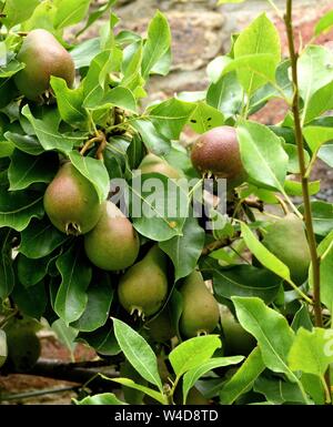 Pera Beurre d'Amanlis sulla spalliera. Foto Stock