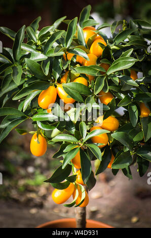 Un piccolo kumquat cuscinetto albero di frutti maturi che cresce su un patio in un giardino inglese nel Regno Unito Foto Stock