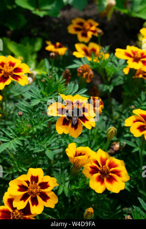 Bumble Bee sul francese calendula Foto Stock