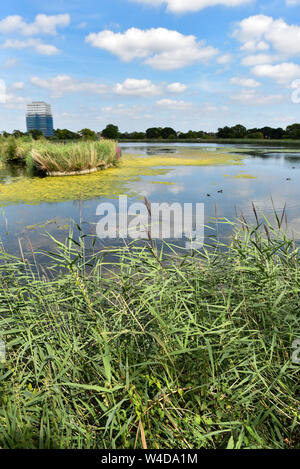 Woodberry zone umide, Londra, Regno Unito. Il 22 luglio 2019. Una calda e soleggiata giornata a serbatoi di Woodberry zone umide nella Riserva naturale del nord di Londra. Credito: Matteo Chattle/Alamy Live News Foto Stock