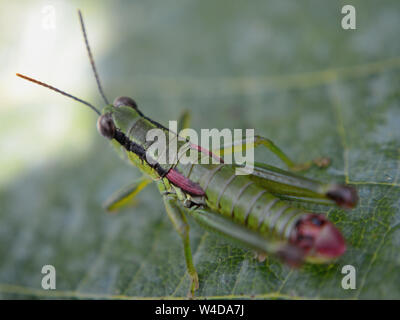 Close up slant verde-di fronte grasshopper sulla foglia Foto Stock