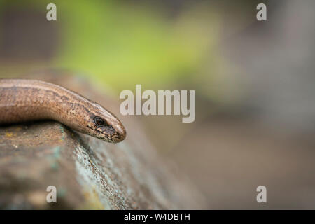 Slowworm; Anguis fragilis,metà estate Buckinghamshire Foto Stock