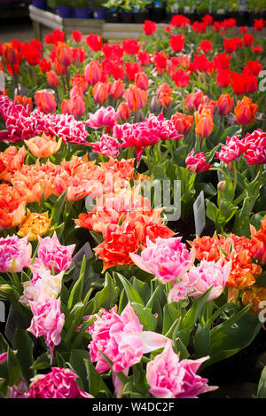 Una massa di vasi di fiore rosso e rosa tulip impianti per la vendita in un giardino inglese centro Foto Stock