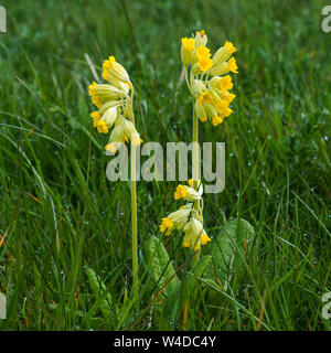 Cowslips giallo (Primula veris) fioritura in un rugiadoso prato in primavera nel North Yorkshire, Inghilterra Foto Stock