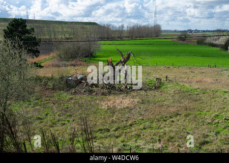 Fulmine colpì un albero e lo ha distrutto completamente Foto Stock