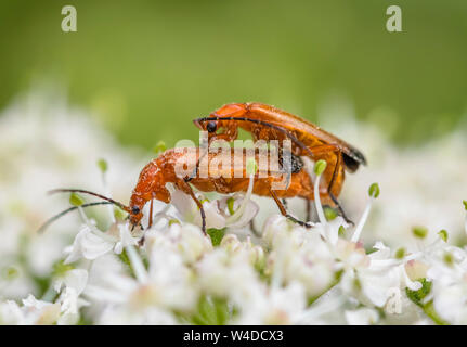 Coppia di Rhagonycha fulva (comune soldato rosso Coleotteri, Bloodsucker & Hogweed Bonking Beetle) coniugata in estate nel West Sussex, in Inghilterra, Regno Unito. Foto Stock