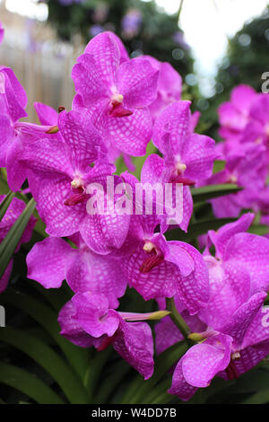 Close up di un cluster di rosa le orchidee Vanda con uno sfondo sfocato Foto Stock