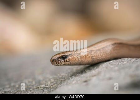 Slowworm; Anguis fragilis,metà estate Buckinghamshire Foto Stock