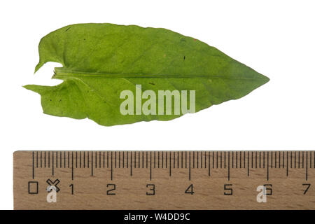 Sauerampfer, Wiesen-Sauerampfer, Sauer-Ampfer, Großer Sauerampfer, Ampfer, Rumex acetosa, comune sorrel, sorrel, giardino sorrel, spinaci dock, stretto-l Foto Stock