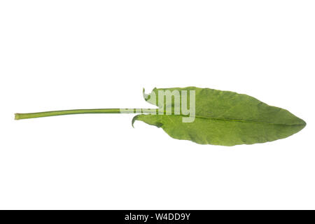 Sauerampfer, Wiesen-Sauerampfer, Sauer-Ampfer, Großer Sauerampfer, Ampfer, Rumex acetosa, comune sorrel, sorrel, giardino sorrel, spinaci dock, stretto-l Foto Stock