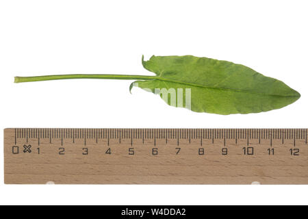 Sauerampfer, Wiesen-Sauerampfer, Sauer-Ampfer, Großer Sauerampfer, Ampfer, Rumex acetosa, comune sorrel, sorrel, giardino sorrel, spinaci dock, stretto-l Foto Stock