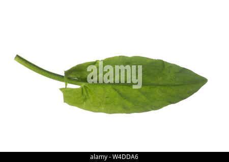 Sauerampfer, Wiesen-Sauerampfer, Sauer-Ampfer, Großer Sauerampfer, Ampfer, Rumex acetosa, comune sorrel, sorrel, giardino sorrel, spinaci dock, stretto-l Foto Stock