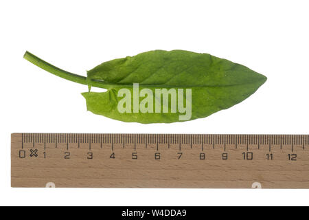 Sauerampfer, Wiesen-Sauerampfer, Sauer-Ampfer, Großer Sauerampfer, Ampfer, Rumex acetosa, comune sorrel, sorrel, giardino sorrel, spinaci dock, stretto-l Foto Stock