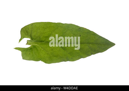 Sauerampfer, Wiesen-Sauerampfer, Sauer-Ampfer, Großer Sauerampfer, Ampfer, Rumex acetosa, comune sorrel, sorrel, giardino sorrel, spinaci dock, stretto-l Foto Stock