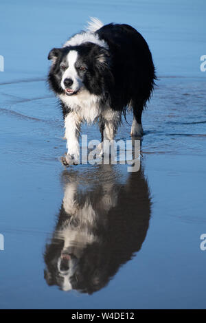 Felice cercando in bianco e nero Border Collie camminare e leccare le sue labbra, tutto si riflette nella sabbia bagnata sulla spiaggia in Cornovaglia Foto Stock