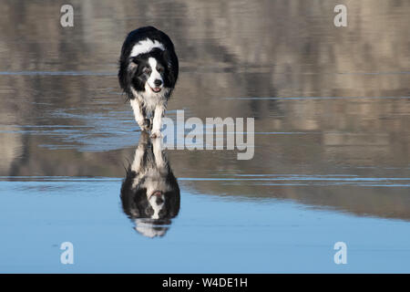 Bianco e nero Border Collie riflessa nell'acqua come cammina lungo umide sands su una spiaggia in Cornovaglia Foto Stock