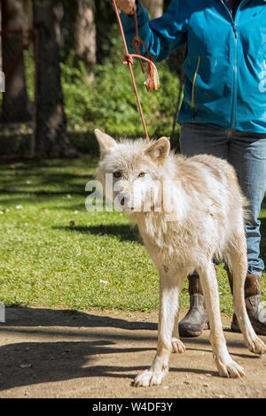 Donna che cammina con un grigio wolfe su una linea ad un centro di salvataggio per i lupi Foto Stock