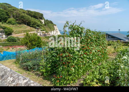 Birra, Seaton, Devon, Inghilterra, Regno Unito. Luglio 2019. Quote crescenti di frutta e verdura su una scogliera sopra la città balneare di birra. Foto Stock