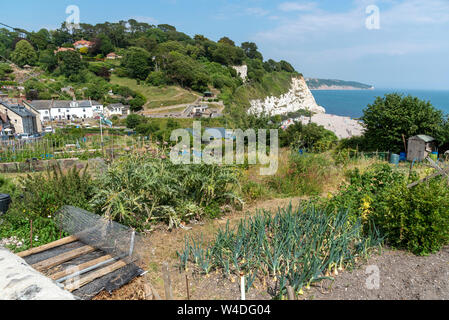 Birra, Seaton, Devon, Inghilterra, Regno Unito. Luglio 2019. Quote crescenti di frutta e verdura su una scogliera sopra la città balneare di birra. Foto Stock