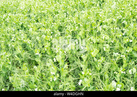 Campo di piselli in fiore in primavera con morbide foglie verdi Foto Stock