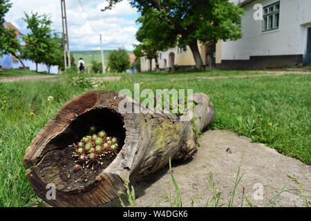 Prospettiva del tradizionale villaggio sassoni di Transilvania Foto Stock