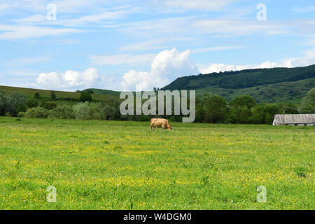 Lonely cow lambisce sull'aperto di campo dei fiori in montagna Foto Stock