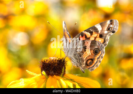 American dipinto lady butterfly alimentazione su un black-eyed Susan fiore, con giallo brillante sfondo floreale Foto Stock