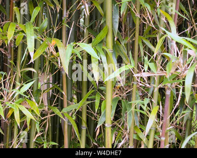 Phyllostachys aureosulcata spectabilis: close-up di canne di bambù, Futuroscope, Vienne, Nouvelle-Aquitaine, Francia Foto Stock