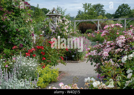 Giardino di Rose in estate a RHS Rosemoor giardini, grande Torrington, Devon, Inghilterra Foto Stock