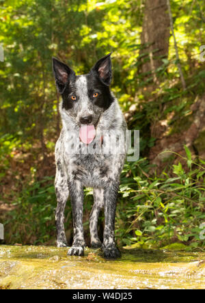 Belle Blue Heeler cane in piedi su una roccia bagnata, con lo sfondo della foresta, guardando il visore Foto Stock