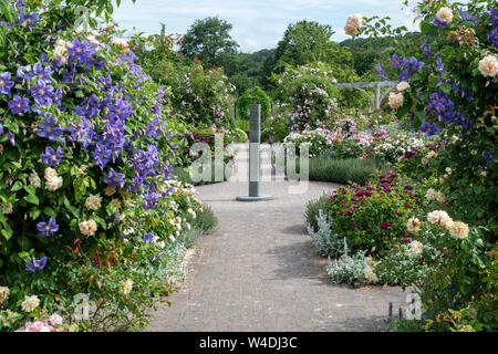 Giardino di Rose in estate a RHS Rosemoor giardini, grande Torrington, Devon, Inghilterra Foto Stock