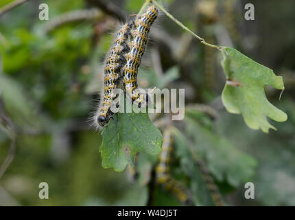 Germania, caterpillar di quercia processionary lat. Thaumetopoea processionea è una falena cui i bruchi possono essere trovati nei boschi di quercia, dove si nutrono di foglie di quercia, causando danni significativi e i loro capelli è nocivo per gli esseri umani / Deutschland, Mecklenburg, Raupe des Eichenprozessionsspinner, Eichen-Prozessionsspinner (Thaumetopoea processionea) befaellt eine junge Eiche, Brennhaare der Raupe können beim Menschen eine Raupendermatitis und andere Allergien auslösen Foto Stock