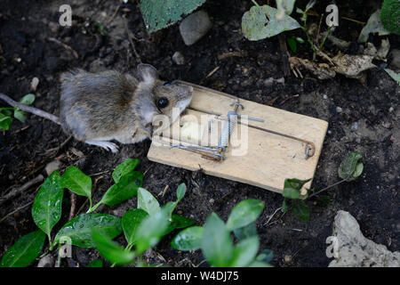 Germania, topo morto nella trappola del mouse con un pezzo di formaggio / Deutschland, tote Maus mit Käse in der Mausefalle Foto Stock