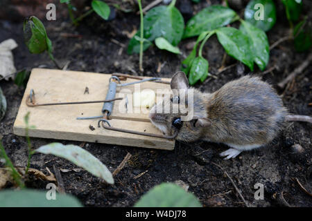 Germania, topo morto nella trappola del mouse con un pezzo di formaggio / Deutschland, tote Maus mit Käse in der Mausefalle Foto Stock