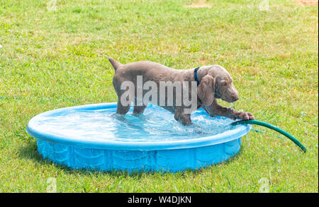 Weimaraner puppy in una piscina di plastica in una calda giornata estiva, pawing a tubo flessibile per acqua Foto Stock