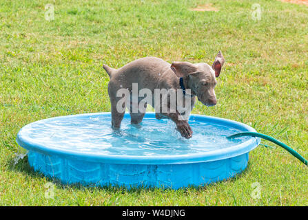 Weimaraner cucciolo gli spruzzi di acqua con la zampata in una piscina per bambini in una calda giornata estiva Foto Stock