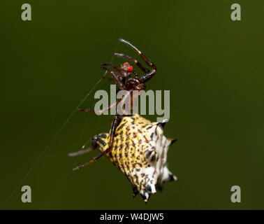 Micrathena gracilis Orbweaver spinoso spider, appeso sul suo web stringhe con un rosso-eyed fly ha catturato Foto Stock