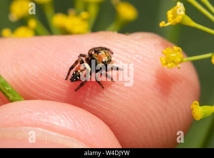 Vista dall'alto di un minuscolo brillante Jumping Spider sulla punta di un dito; jumpings ragni sono curioso e cordiale Foto Stock