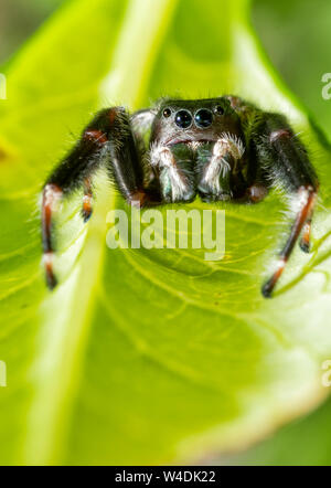 Bella Phidippus clarus, brillante jumping spider, in attesa di preda sotto una foglia con il bianco pedipalps davanti al suo verde cangiante chelicerae Foto Stock