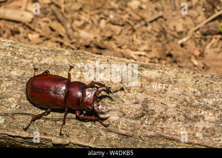 Marrone rossastro Stag Beetle (Lucanus capreolus) Foto Stock