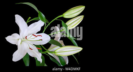 Giglio Bianco isolato su sfondo nero, con spazio per il testo a destra. Il Lilium Navona, un giglio asiatico varietà ibrida di gigli bianchi, utilizzato in cutf Foto Stock