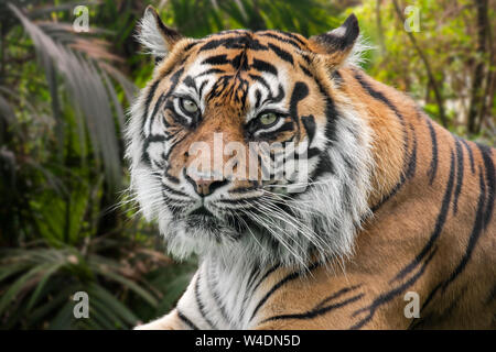 La tigre di Sumatra (Panthera tigris sondaica) nella foresta tropicale, nativo dell'isola indonesiana di Sumatra, Indonesia Foto Stock