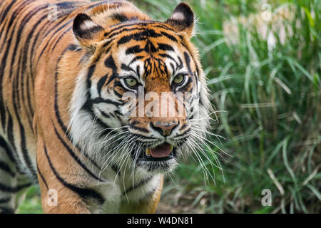 La tigre di Sumatra (Panthera tigris sondaica) caccia in prati, nativo dell'isola indonesiana di Sumatra, Indonesia Foto Stock