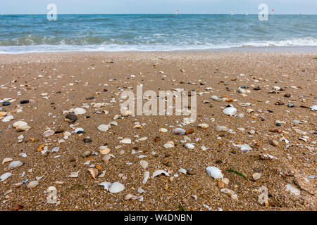 Completare e frammentato gusci si è incagliata sul disco oscillante / zona forewash sulla spiaggia di sabbia lungo la costa del Mare del Nord a bassa marea Foto Stock