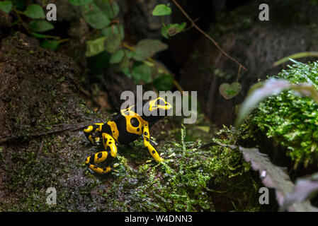 Giallo-nastrare poison dart frog / giallo-headed poison dart frog / bumblebee veleno (rana Dendrobates leucomelas) originario del Sud America Foto Stock