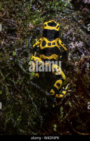 Giallo-nastrare poison dart frog / giallo-headed poison dart frog / bumblebee veleno (rana Dendrobates leucomelas) originario del Sud America Foto Stock