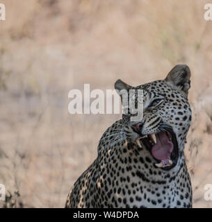 Un leopardo ruggente che mostra i suoi denti in Africa. Foto Stock