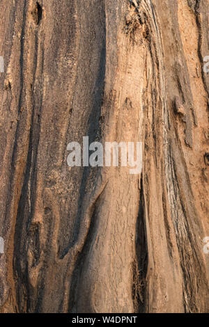 Primo piano della corteccia da un baobab dalla Tanzania, Africa. Foto Stock