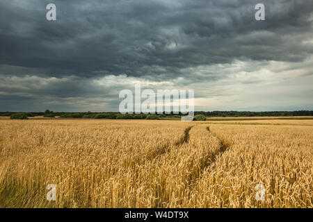 Le carreggiate in grano e cielo nuvoloso. Czulczyce, Polonia Foto Stock