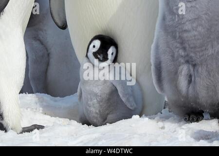 Pinguini imperatore (Aptenodytes forsteri), giovane chick protetti da adulti, Snow Hill Island, Mare di Weddell, Antartide Foto Stock